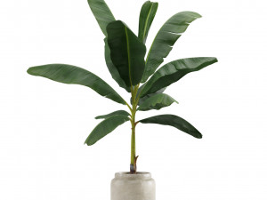 Indoor Plants Pack 11 Model 3D
