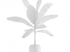 Indoor Plants Pack 11 3D Model