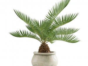 Indoor Plants Pack 11 3D Model