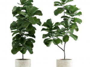 Indoor Plants Pack 11 3D Model