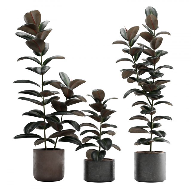Ficus Elastica Burgundy Rubber Tree 3D Model .c4d .max .obj .3ds .fbx .stl .blend 