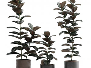 Ficus Elastica H&eacute;v&eacute;a Bordeaux Modèle 3D