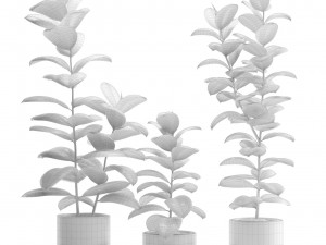 Ficus Elastica Burgundy Rubber Tree 3D Model
