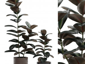 Ficus Elastica Burgundy Rubber Tree 3D Model