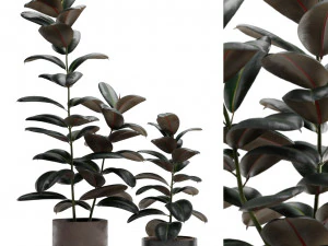 Ficus Elastica Burgundy Rubber Tree 3D Model