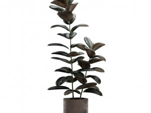 Ficus Elastica Burgundy Rubber Tree 3D Model