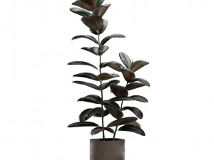 Ficus Elastica Burgundy Rubber Tree 3D Model