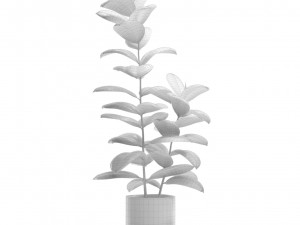 Ficus Elastica Burgundy Rubber Tree 3D Model