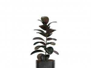 Ficus Elastica Burgundy Rubber Tree 3D Model
