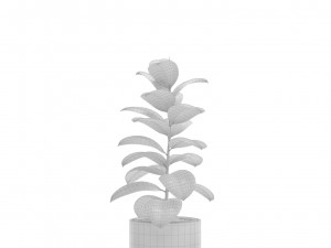 Ficus Elastica Burgundy Rubber Tree 3D Model