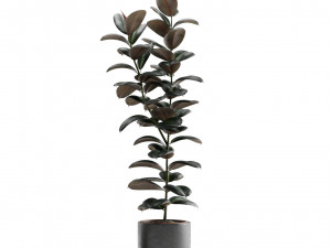 Ficus Elastica Burgundy Rubber Tree 3D Model
