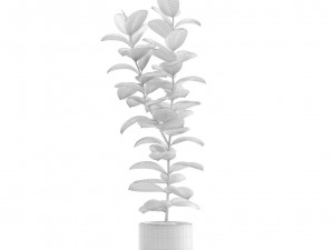 Ficus Elastica Burgundy Rubber Tree 3D Model