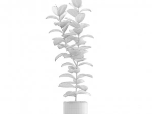Ficus Elastica Burgundy Rubber Tree 3D Model