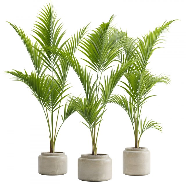 Majesty Palm Ravenea rivularis 3D Model .c4d .max .obj .3ds .fbx .stl .blend 