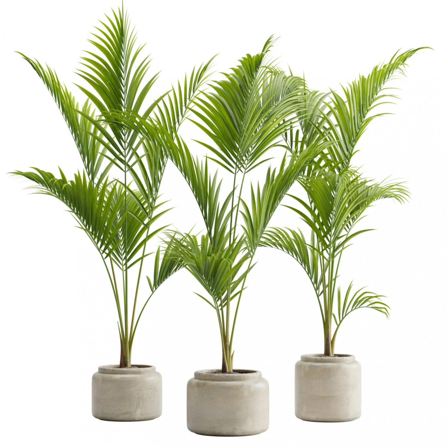 Majesty Palm Ravenea rivularis 3D Model .c4d .max .obj .3ds .fbx .stl .blend