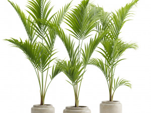 Majesty Palm Ravenea rivularis 3D 模型