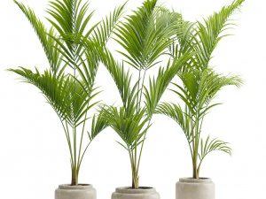 Maest&agrave; Palma Ravenea rivularis Modello 3D