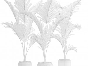 Majesty Palm Ravenea rivularis 3D Model