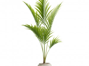Majesty Palm Ravenea rivularis 3D Model