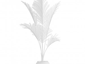 Majesty Palm Ravenea rivularis 3D Model