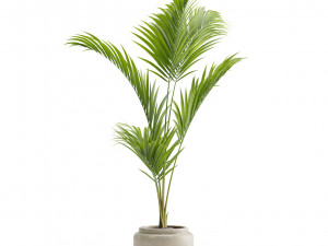 Majesty Palm Ravenea rivularis 3D Model