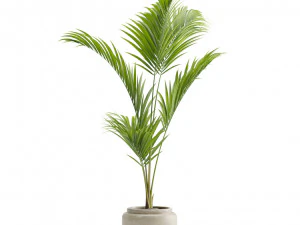 Majesty Palm Ravenea rivularis 3D Model
