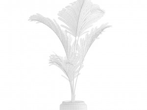 Majesty Palm Ravenea rivularis 3D Model
