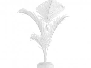 Majesty Palm Ravenea rivularis 3D Model