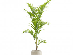 Majesty Palm Ravenea rivularis 3D Model