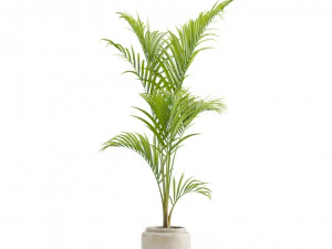 Majesty Palm Ravenea rivularis 3D Model