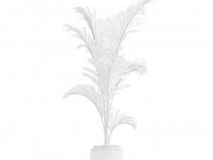 Majesty Palm Ravenea rivularis 3D Model