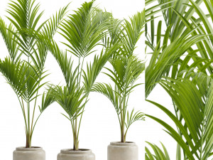 Majesty Palm Ravenea rivularis 3D Model