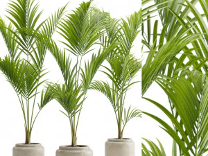 Majesty Palm Ravenea rivularis 3D Model
