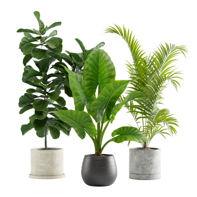 Indoor Plants Pack 10 3Dモデル .c4d .max .obj .3ds .fbx .stl .blend 