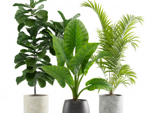 Indoor Plants Pack 10 3D Model