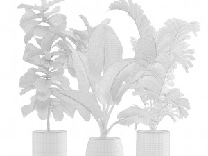 Indoor Plants Pack 10 3Dモデル