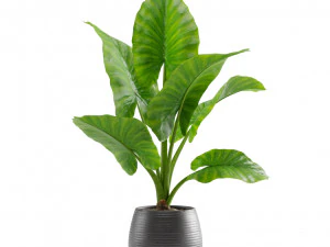 Indoor Plants Pack 10 3D Model