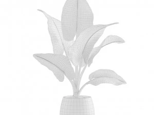 Indoor Plants Pack 10 3D Model