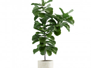 Indoor Plants Pack 10 3Dモデル