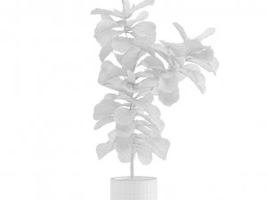 Indoor Plants Pack 10 3D Model