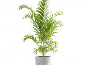 Indoor Plants Pack 10 3D Model