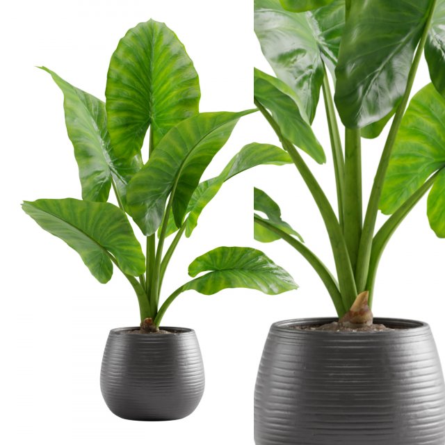 Alocasia Macrorrhiza 3D Model .c4d .max .obj .3ds .fbx .stl .blend 