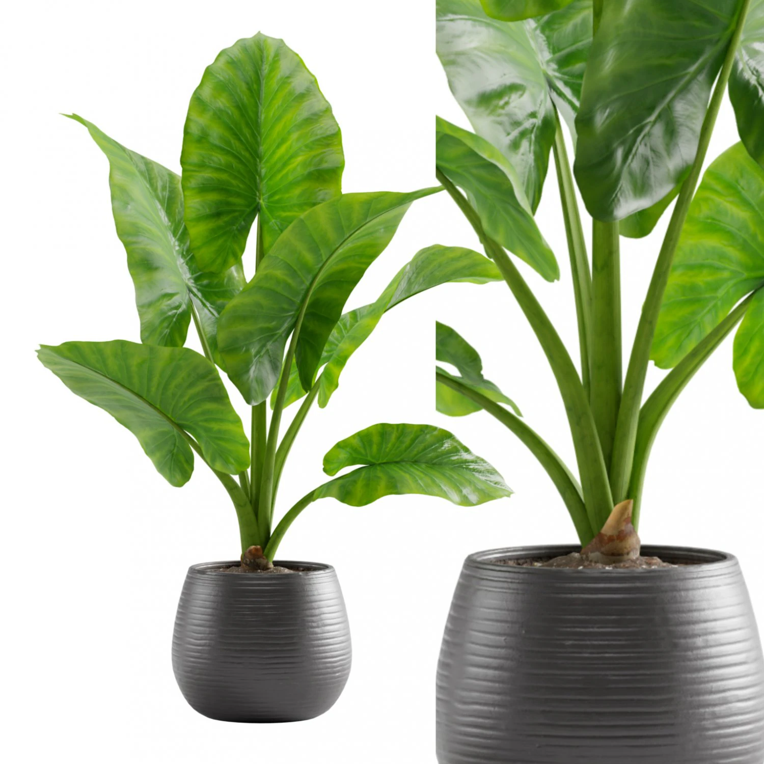 Alocasia Macrorrhiza 3D Model .c4d .max .obj .3ds .fbx .stl .blend