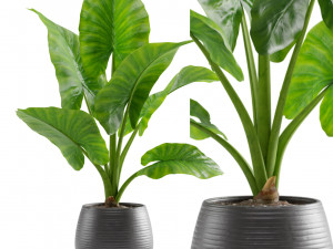 Alocasia Macrorrhiza 3D Model