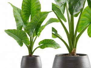 Alocasia Macrorrhiza Modelo 3D