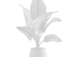 Alocasia Macrorrhiza 3D Model