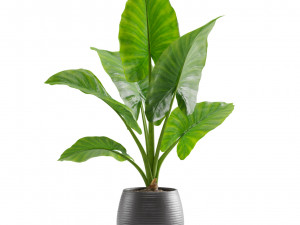 Alocasia Macrorrhiza 3D Model