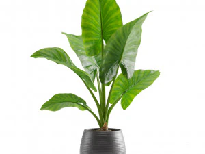 Alocasia Macrorrhiza 3D Model