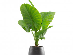 Alocasia Macrorrhiza 3D Model