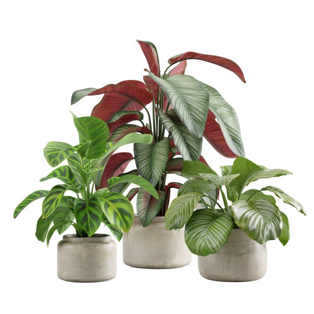 Calathea Plants Pack Modèle 3D .c4d .max .obj .3ds .fbx .stl .blend 